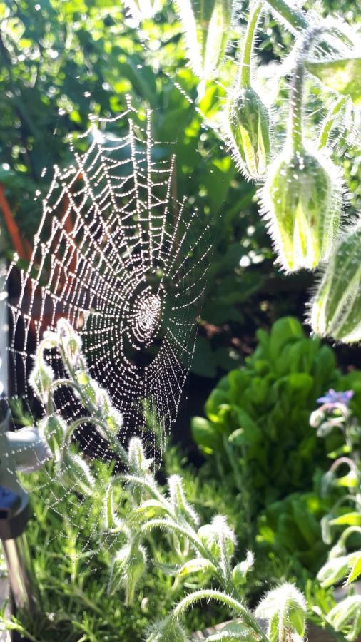 Apartament Bel-Etage Liebshausen Zewnętrze zdjęcie